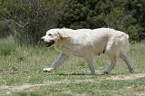 GOLDEN RETRIEVER 763